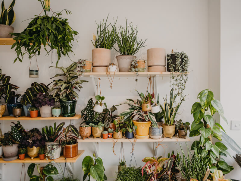 A shelf of potted plants at a floristry studio.